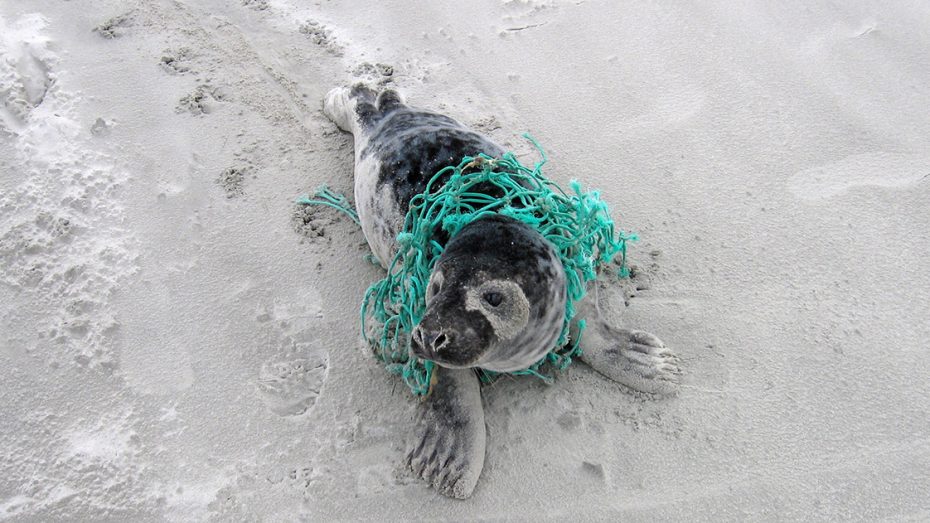 Gevaren plastic in het milieu